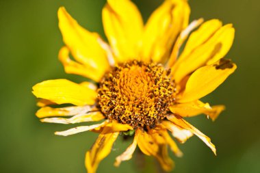 Sarı papatya yakın pedalları