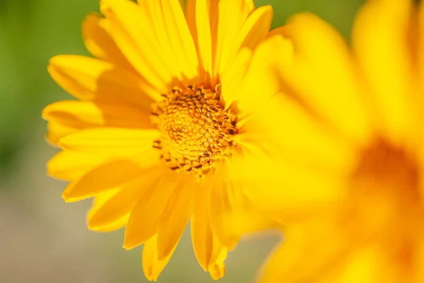 Gelbe Gänseblümchen in Nahaufnahme der Pedale — Stockfoto