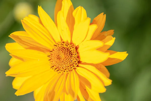 Gelbe Gänseblümchen in Nahaufnahme der Pedale — Stockfoto