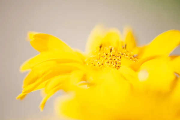 Una margarita amarilla de cerca de pedales — Foto de Stock