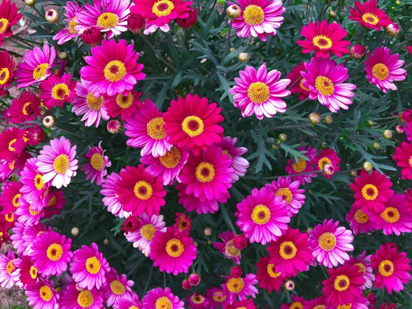 Zblízka Fuchsie Růžová Sedmikráska Heřmánek Chryzantéma Květ — Stock fotografie