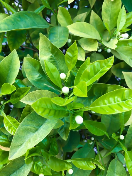 Close up orange tree flower bud with green leaves