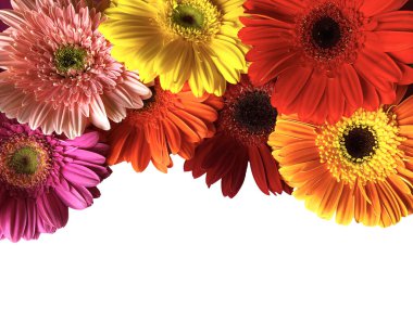 Renkli sarı turuncu kırmızı gerbera papatya çiçekleri beyaz bir zemin üzerinde metin için boş alan