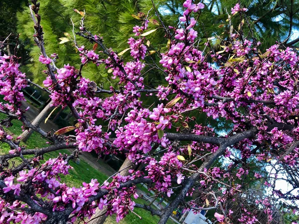 Sakura Flor Primavera Cerezo Sobre Fondo Pino Verde — Foto de Stock