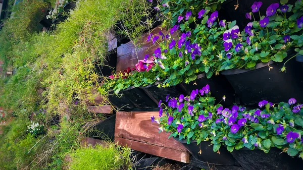 Helle Blume Blumen Dekorative Mauer Zaun Senkrecht Blumenbeet Pflanzentopf — Stockfoto