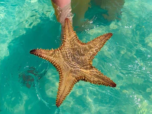 Grande Étoile Mer Exotique Main Dans Mer Des Caraïbes Près — Photo