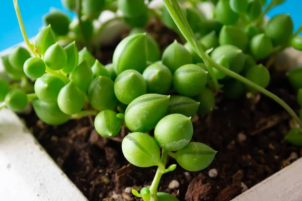 Kapatın makro kaktüsü sulu Senecio herreianus Meraklı herreanus boncuk dizisi mavi arkaplanda beyaz çiçek saksısında karpuz dizisi