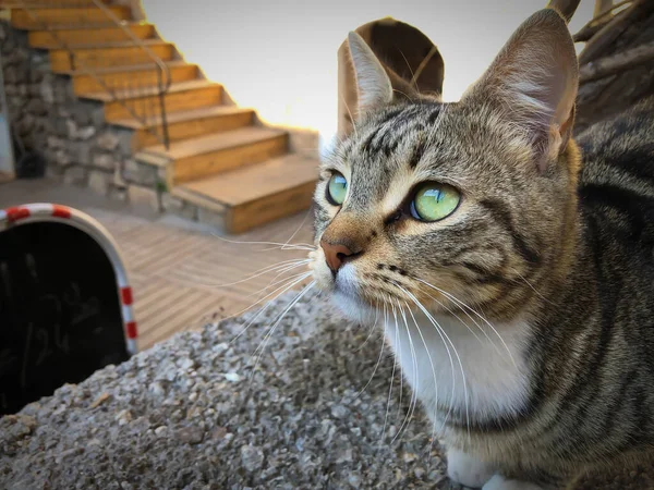 Close Gray White Cat Green Eyes Sitting Relaxing Antalya Old — Stock Photo, Image