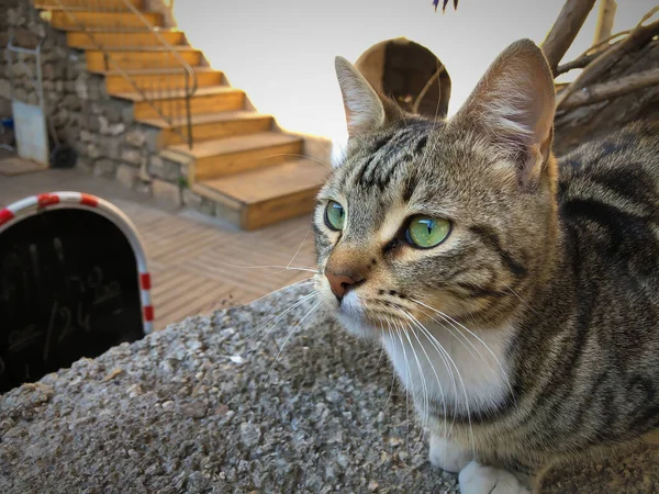 Close Gray White Cat Green Eyes Sitting Relaxing Antalya Old — Stock Photo, Image