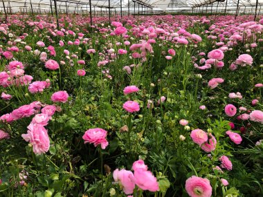 Yeşil evdeki büyük gül tarlası, pembe İran çiçekleri, çiçekli ranunculus asiaticus.