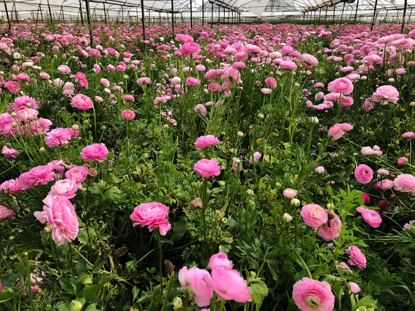 Yeşil evdeki büyük gül tarlası, pembe İran çiçekleri, çiçekli ranunculus asiaticus.