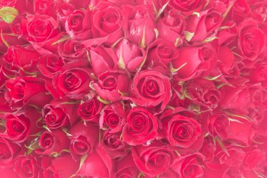 Kırmızı, doğal, dikişsiz güller. 101 gül deseni, kartpostal