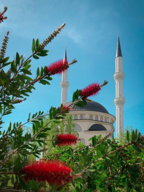 Güneşli bir günde kırmızı çiçeklerle Türkiye 'de yeni güzel beyaz cami, mavi gökyüzü arkaplanı, Ramazan Bayram, Ramazan, Kurban, Kandil