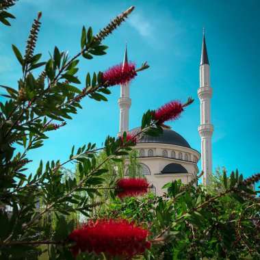 Güneşli bir günde kırmızı çiçeklerle Türkiye 'de yeni güzel beyaz cami, mavi gökyüzü arkaplanı, Ramazan Bayram, Ramazan, Kurban, Kandil