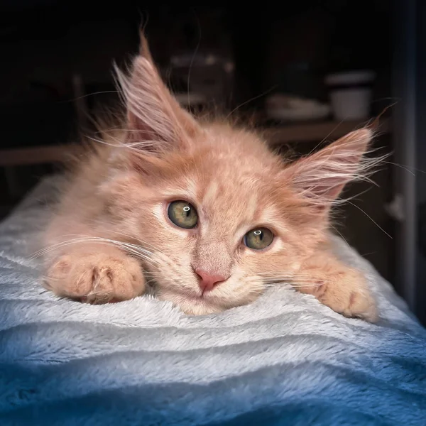 Sweet Little Red Ginger Maine Coon Kitten Orange Beige Cat — Stock Photo, Image