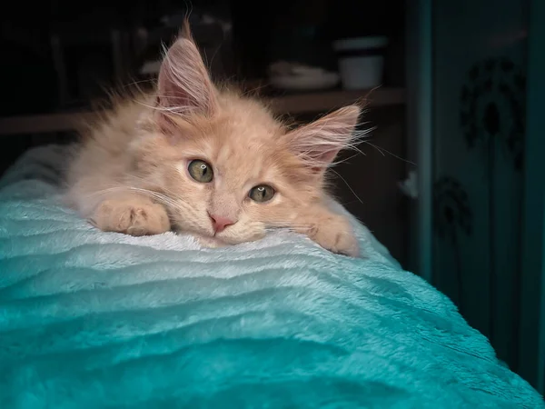 Sweet Little Red Ginger Maine Coon Kitten Orange Beige Cat — Stock Photo, Image