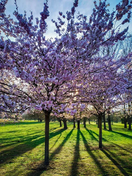 Plně Kvetoucí Růžové Sakury Třešňové Květy Parku Slunečného Dne Svislý — Stock fotografie
