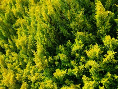 Selvi thuja kozalaklı ağaç yapraklarının parlak yeşili. Yatay stok resmi