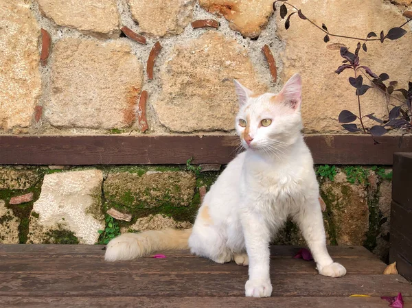 Close White Cat Green Eyes Sitting Bench Antalya Old Town — Stock Photo, Image