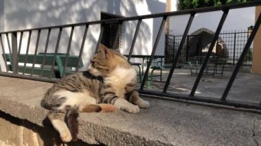 Antalya 'nın eski kenti Kaleici' de güneşli bir günde, yeşil gözlü gri tekir kediyi kaldırıma yatırır. Yatay stok videosu.