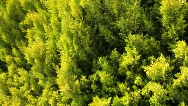 Bright Green Close Cypress Thuja Coniferous Tree Leaves Park Sunny — Stock Video