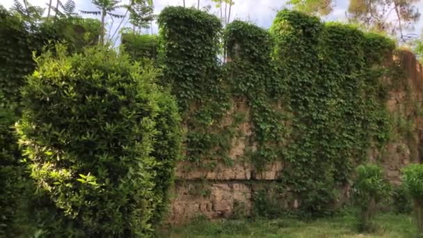 Ancien Mur Château Fort Antalya Recouvert Vignes Sauvages Vertes Vidéo — Video