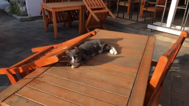 Cute Gray White Kitten Lying Meowing Wooden Table Open Air — Stock Video