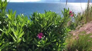 Türkiye 'nin Antalya kentindeki Pembe zakkum çiçeği, dağlar ve Akdeniz manzarası. Tatil doğası tam HD stok video.