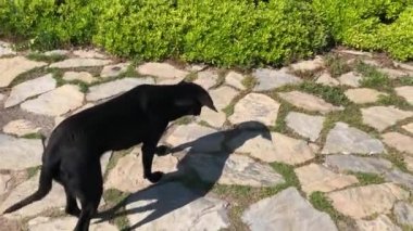 Kulaklıklı sevimli siyah sokak köpeği güneşli bir günde parkta yeşil bir çimenlikte takılıyor ve dinleniyor. Tam HD stok video.