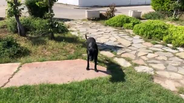 Söt Svart Gatuhund Med Öronclip Hänger Runt Och Kopplar Ett — Stockvideo