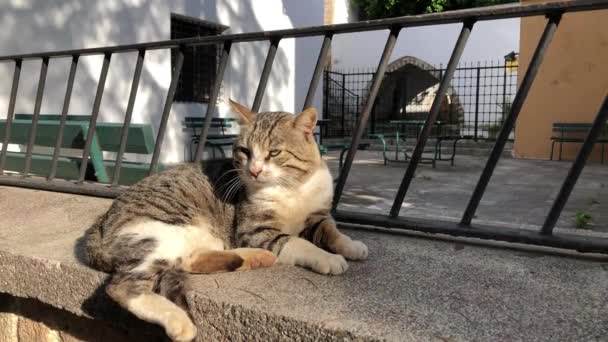 阳光明媚的安塔利亚老城卡利奇 一只长着绿眼睛的灰蒙蒙的肥猫躺在路边 横向股票Hd视频 — 图库视频影像