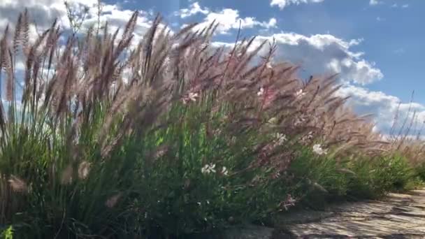 Wideo HD z puszystym piórkiem trawy uszy kołyszące się na wietrze z niebieskim tle zachmurzone niebo — Wideo stockowe