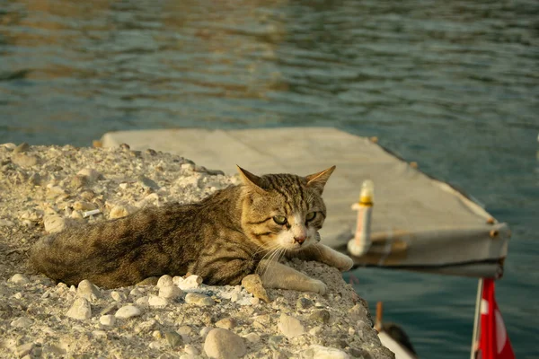 Close Gray Tabby Cat Green Eyes Lies Rock Sea Waiting — Stock Photo, Image
