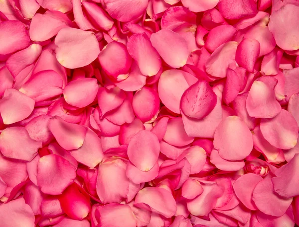 레드 핑크 장미 꽃잎 배경 — 스톡 사진