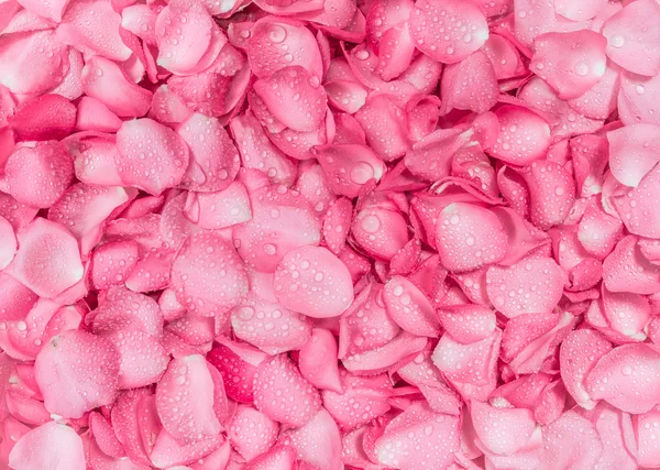 El fondo de pétalo de rosa fresca con gota de lluvia de agua — Foto de Stock