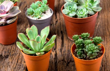 succulents ya da kaktüs ahşap arka plan, overhe üzerinde düzenleme