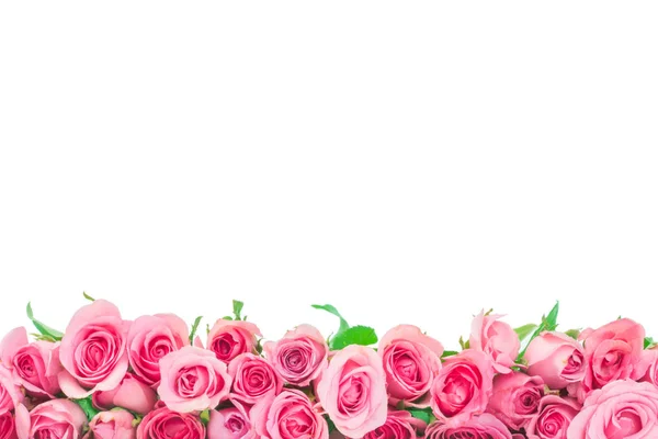 Borda da bela rosa doce fresco rosa isolado no branco para o amor romântico fundo dos namorados — Fotografia de Stock