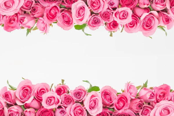 Grens van mooie verse zoete roze roos geïsoleerd op wit voor liefde romantisch Valentijn achtergrond — Stockfoto