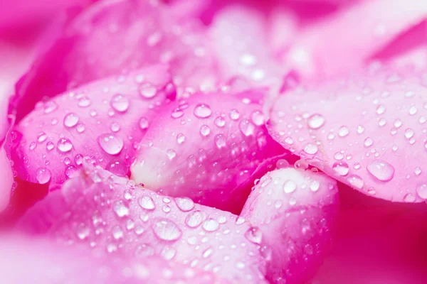 关闭了新鲜的粉红色玫瑰花瓣背景与水雨博士 — 图库照片