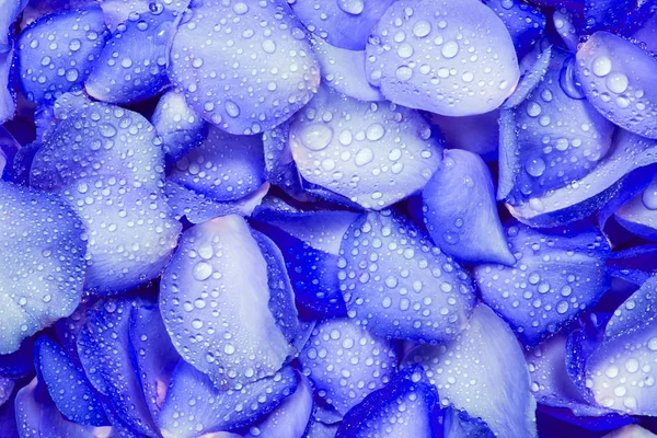 Lo sfondo di petalo di rosa azzurro fresco con goccia di pioggia dell'acqua — Foto Stock