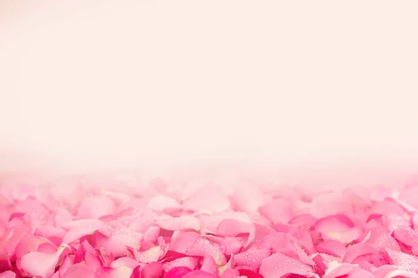 Borda de fundo abstrato de bela rosa doce fresco pe — Fotografia de Stock