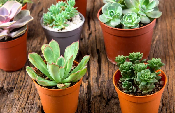 Pengaturan succulents atau kaktus di latar belakang kayu, overhe — Stok Foto