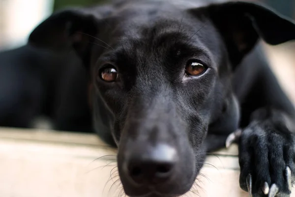 Siyah köpek yalnız yüzünü kapatmak 