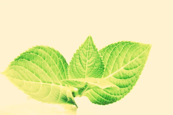 Ročník zblízka zelený list — Stock fotografie