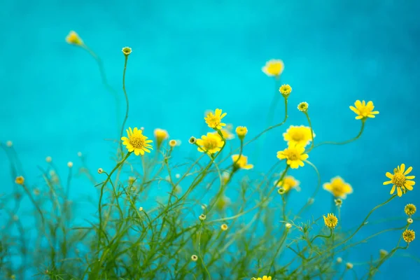 Kleine mooie gele daisy op blauwe achtergrond — Stockfoto