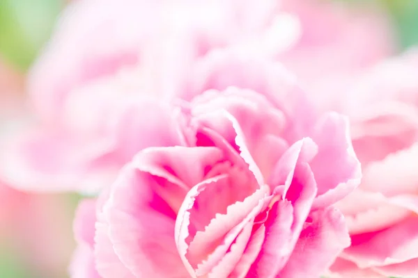 Foco seletivo de perto flores de cravo rosa doce — Fotografia de Stock