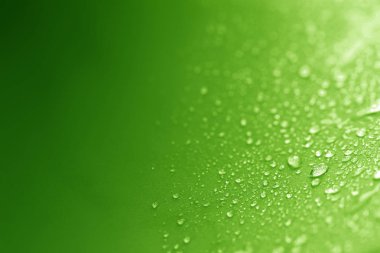 Yağmur su damlaları yeşil sünger yüzeyi kadar abstrac kapatın