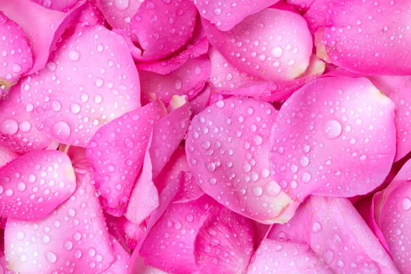 The fresh light pink rose petal background with water rain drop — Stock Photo, Image