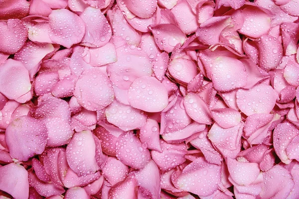 El fondo rosa claro fresco del pétalo de la rosa con la gota de lluvia del agua —  Fotos de Stock