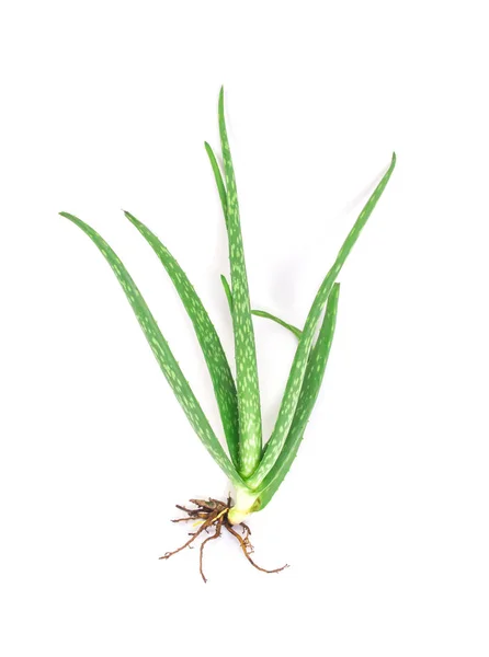 Folha de aloe vera fresco produto vegetal — Fotografia de Stock